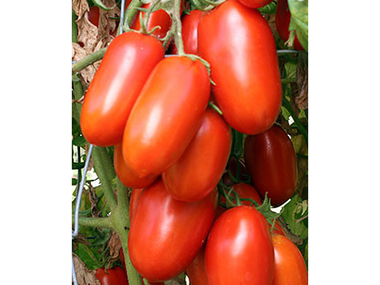 ДОМАТИ-РОМА-1гр