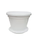 САКСИЯ-ДАЛИЯ-20-БЯЛА+ЧИНИЙКА